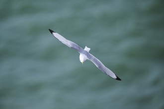 Common gull or sea mew (Larus canus) flying over the sea, wildlife, Helgoland, Germany, Europe