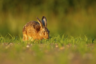 European brown hare (Lepus europaeus) adult animal feeding in a farmland maize field in summer,