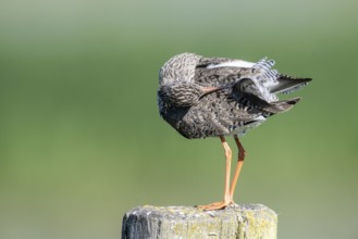 Redshank (Tringa totanus), Lower Saxony, Germany, Europe