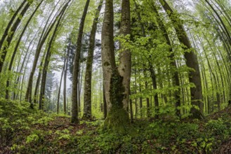 Fisheye perspective, trees, forest, light green leaves, beech forest, spring, Alpine foothills,