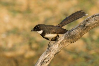 Malaysian Pied Fantail (Rhipidura javanica) perched on a branch, Kaeng Krachan, Thailand, Asia