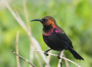 Copper Sunbird (Cinnyris cupreus), Uganda, Africa