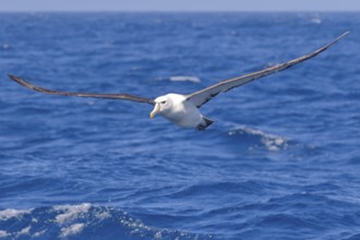 Shy Albatross (Thalassarche cauta) flying, Victoria, Australia, Oceania