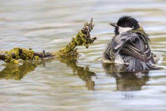 Great Tit (Parus major) bathing at a waterhole, Madrid, Spain, Europe