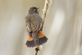 Bluethroat (Luscinia svecica cyanecula) male singing from cattail, Netherlands