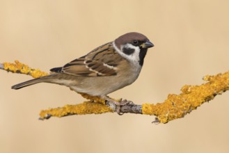 Eurasian Tree Sparrow (Passer montanus) perched on a lichen branch, Poland, Europe