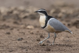 Egyptian Plover (Pluvianus aegyptius), Gambia, Africa