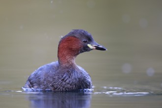 Little Grebe (Tachybaptus ruficollis), North Rhine-Westphalia, Germany, Europe