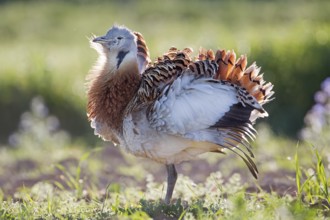 Great Bustard (Otis tarda) male, Extremadura, Spain, Europe