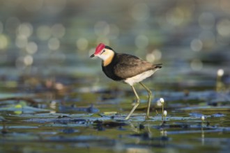 Comb-crested Jacana (Irediparra gallinacea), Queensland, Australia, Oceania