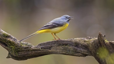 Grey Wagtail (Motacilla cinerea) male singing, Saxony-Anhalt, Germany, Europe