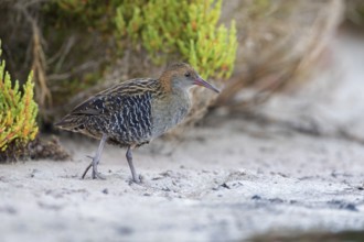 Lewin's Rail (Lewinia pectoralis) male, Victoria, Australia, Oceania