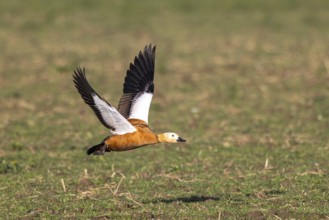 Ruddy Shelduck (Tadorna ferruginea) flying, North Rhine-Westphalia, Germany, Europe