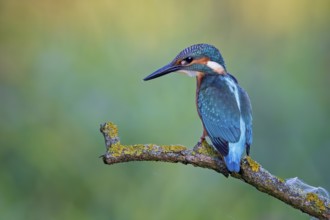 Common Kingfisher (Alcedo atthis) perched on a branch, Saxony-Anhalt, Germany, Europe