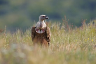 Group of vultures. Griffon Vulture, Gyps fulvus, big birds of prey sitting on rocky mountain,