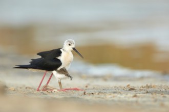 Black-winged Stilt (Himantopus himantopus) with chick, Spain, Europe