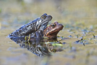 Grasfrosch (Rana temporaria) Grass Frog