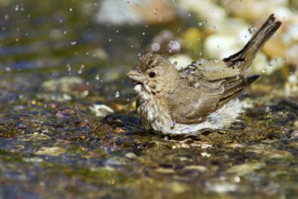 Common Rosefinch (Carpodacus erythrinus) bathing at waterhole, Mecklenburg-Western Pomerania,