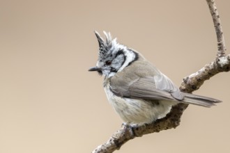 European Crested Tit (Lophophanes cristatus) perched on a branch, Bialowieza National Park, Poland,