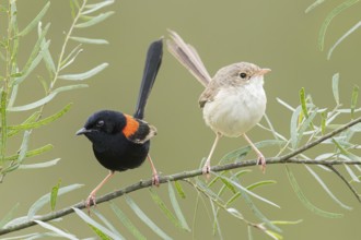 Red-backed Fairywren (Malurus melanocephalus) perched on a branch in eastern Australia