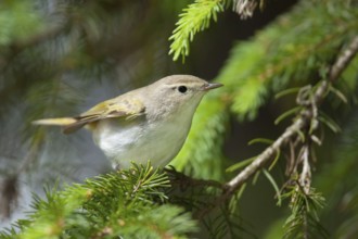 Western Bonelli's Warbler (Phylloscopus bonelli), Bavaria, Germany, Europe