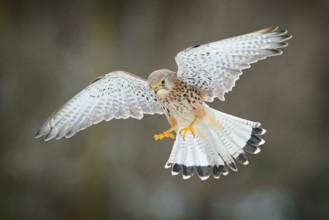 Common Kestrel, Falco tinnunculus, little flying bird of prey, Germany. Bird on the stone wall.