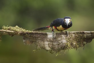 Collared Aracari (Pteroglossus torquatus), Costa Rica, Central America