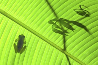 An emerald glass frog on a Calathea leaf with vine tendril silhouette