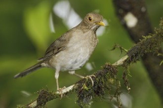 Ecuadorian Thrush (Turdus maculirostris), Ecuador, South America