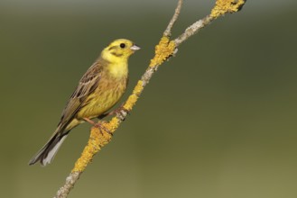 Yellowhammer (Emberiza citrinella), Berlin, Germany, Europe