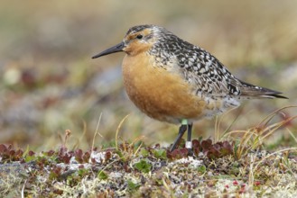 Red Knot (Calidris canutus) perched on the tundra in Nome, Alaska