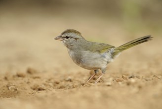 Olive Sparrow (Arremonops rufivirgatus), Texas, USA, North America