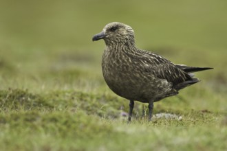 Great Skua (Stercorarius skua), Iceland, Europe