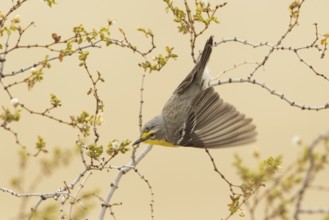 Grace's Warbler (Setophaga graciae) female, California, USA, North America