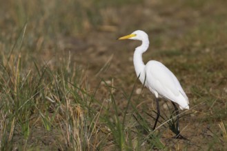 Intermediate Egret (Ardea intermedia), Oman, Asia