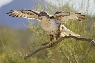 Ferruginous Hawk (Buteo regalis), Arizona, USA, North America