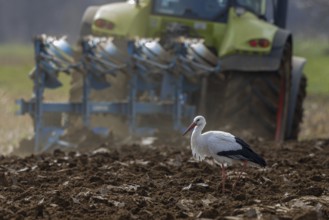White Stork (Ciconia ciconia) foraging in freshly plowed field, North Rhine-Westphalia, Germany,
