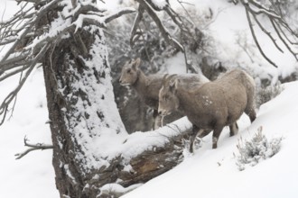 Bighorn Sheep (Ovis canadensis) two females in snowy countryside, Yellowstone National Park,