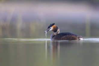 Great Crested Grebe (Podiceps cristatus) with fish prey in its beak, North Rhine-Westphalia,
