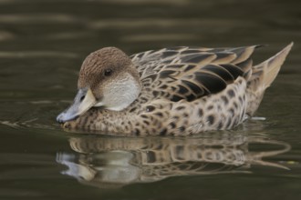 Yellow-billed Pintail (Anas georgica) female, Arizona, USA, North America