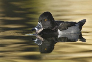 Ring-necked Duck (Aythya collaris) male, Arizona, USA, North America