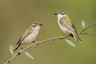 Brown-headed Honeyeater (Melithreptus brevirostris), Victoria, Australia, Oceania