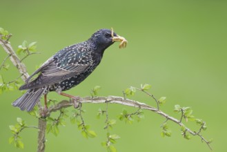 Common Starling (Sturnus vulgaris), Brandenburg, Germany, Europe