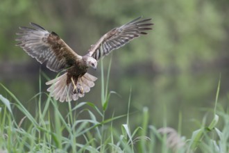 Rohrweihe, lat. Circus aeruginosus, Weibchen, Alterskleid, im Flug mit Beutevogel in den Fängen