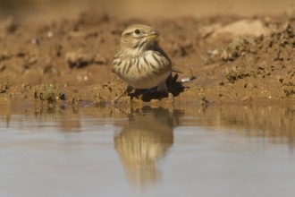 Lesser Short-toed Lark (Alaudala rufescens), Morocco, Africa