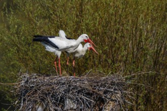 White Stork (Ciconia ciconia) pair in nest, North Rhine-Westphalia, Germany, Europe