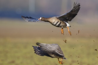 Greater White-fronted Goose (Anser albifrons) flying, North Rhine-Westphalia, Germany, Europe