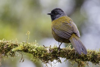 Large-footed Finch (Pezopetes capitalis) perched on a branch in Costa Rica