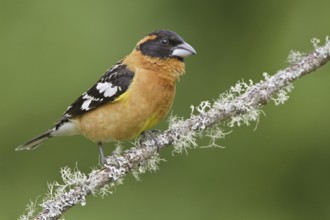 Black-headed Grosbeak (Pheucticus melanocephalus) male, British Columbia, Canada, North America