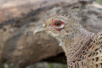 Common Pheasant (Phasianus colchicus) female, Lower Saxony, Germany, Europe